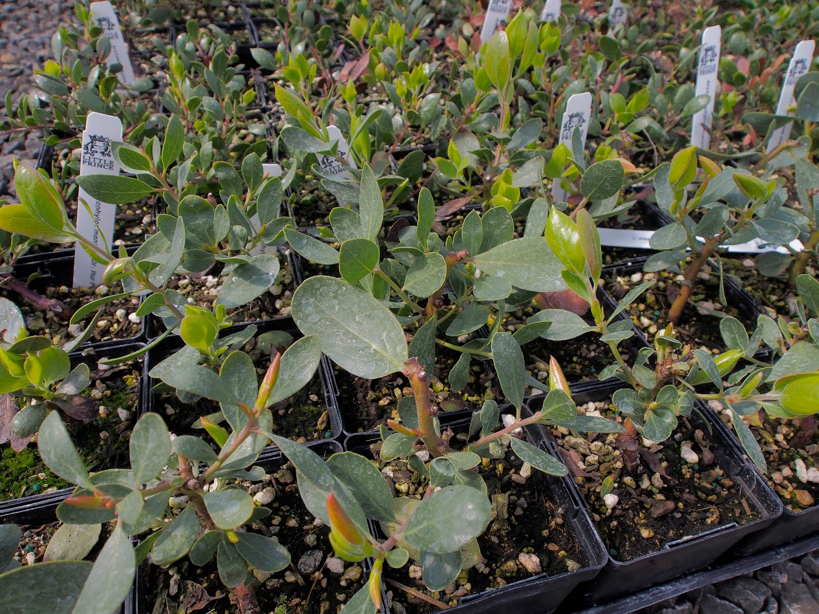 Gardening With Wyatt Manzanita Oregon In February