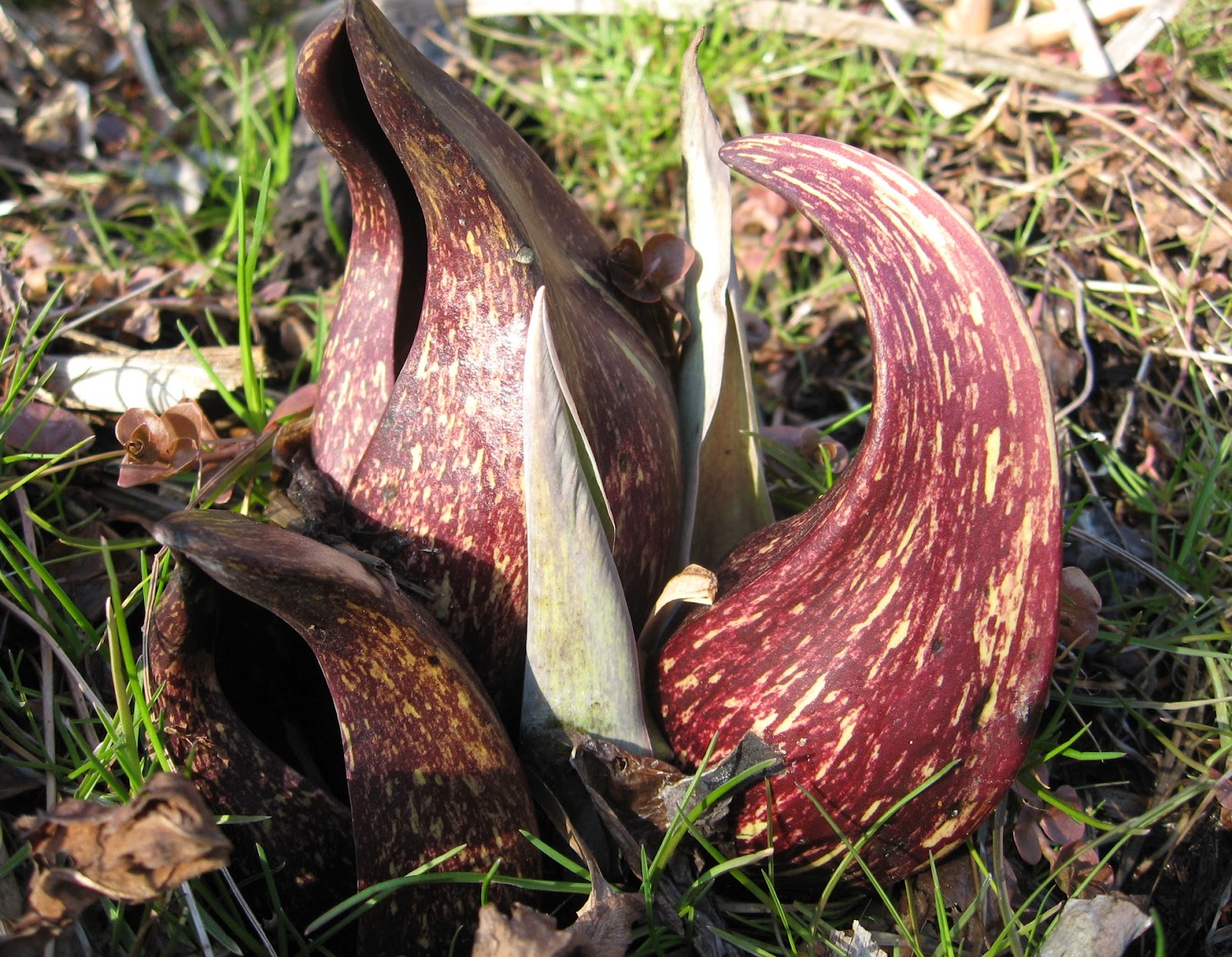 Normal Biology Mission Complete Skunk Cabbage