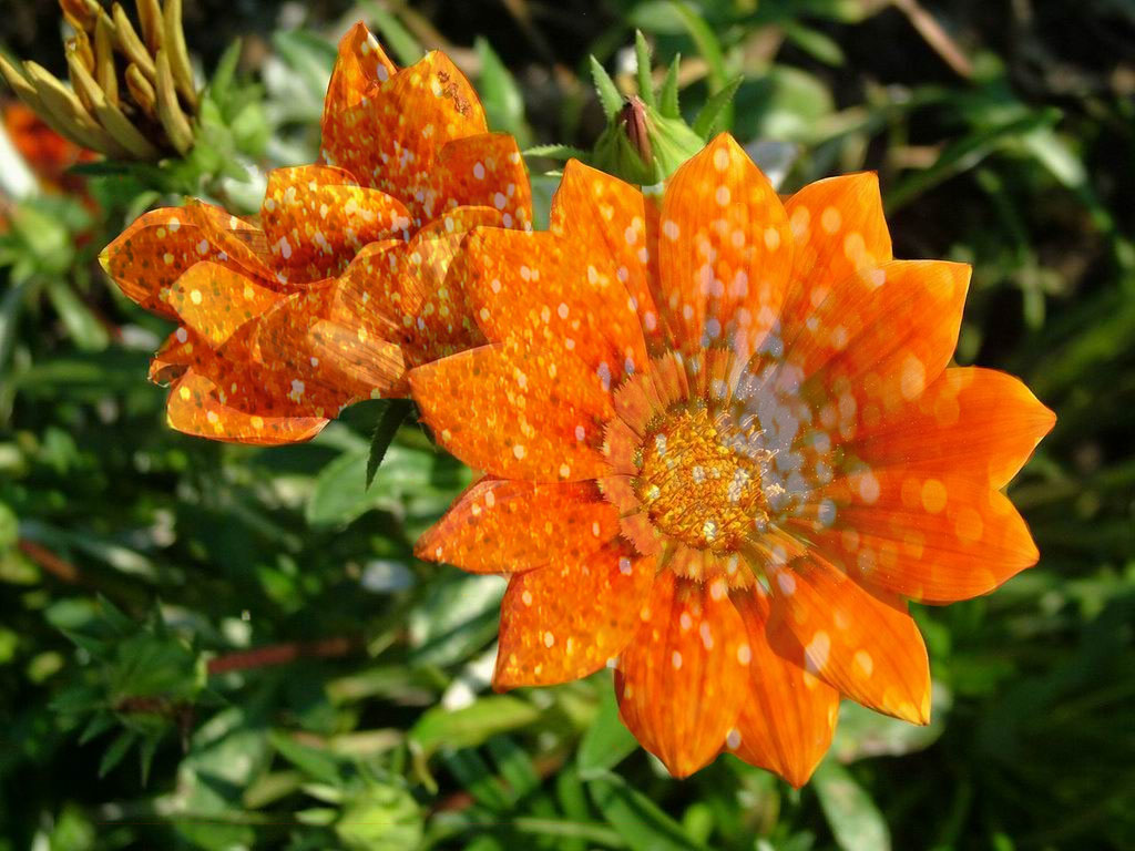 Ray Jay: sparkly orange flower