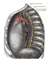 Aorta thoracalis 