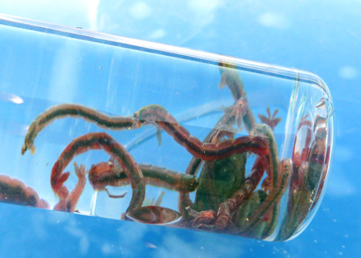 download blood worms bait near me download blood worms bait near me