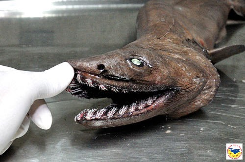 Resultado de imagen para tiburon anguila portugal
