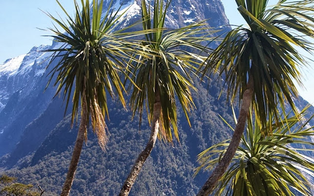 Southern Cabbage Tree in New Zealand 