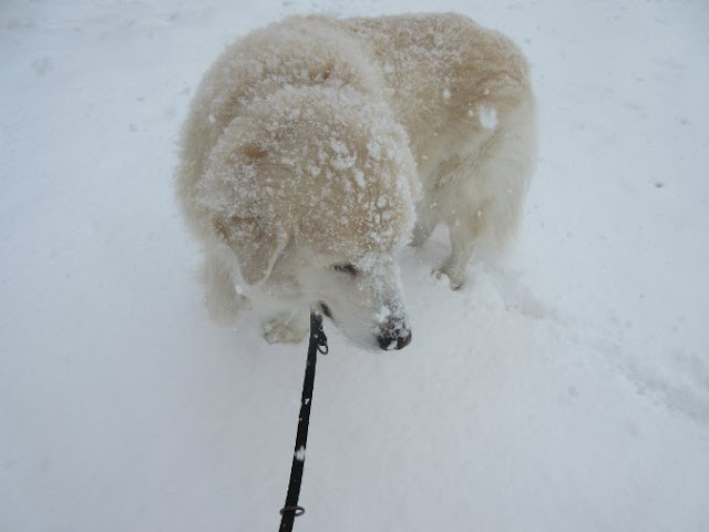 雪の中の犬