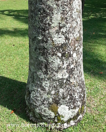 Roystonea oleracea, Caribbean Royal Palm trunk