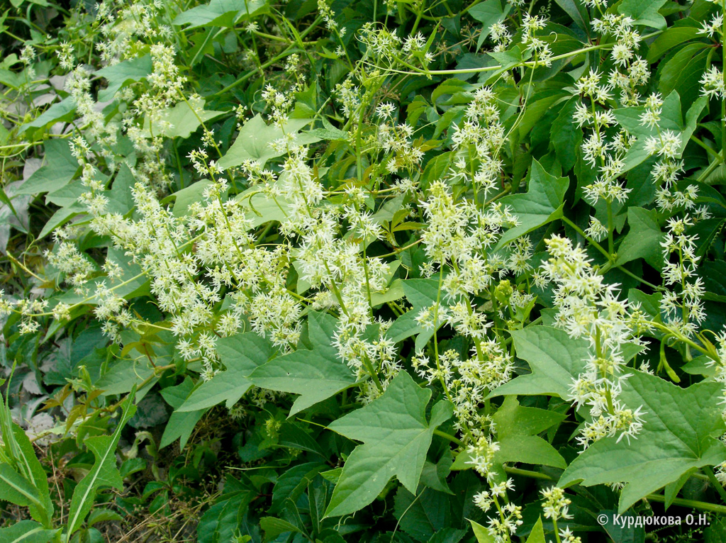 паспалум щетинистый. жирновник сорняк. крапива ботаника. просо японское пайза. паслен колючий (solanum rostratum dunal.