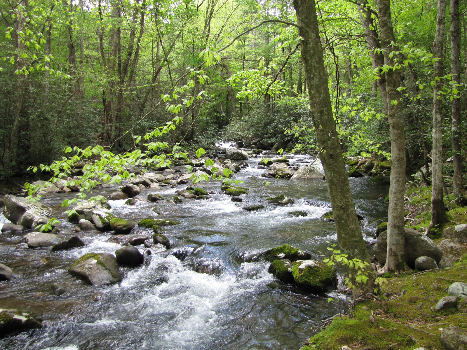 To Behold the Beauty Smokies, April 2012...Porters Creek Trail