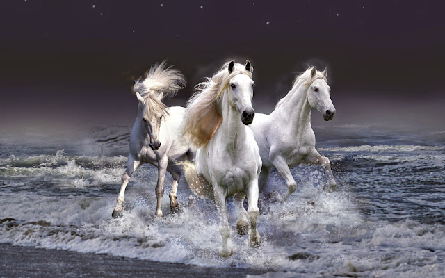 free horse white wallpaper