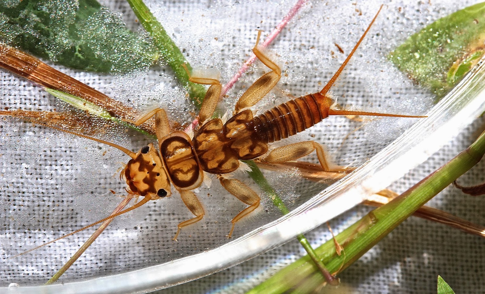 Aquatic Insects of Central Virginia: Off to Sugar Hollow: The first ...