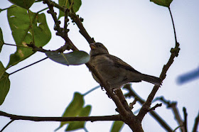 house sparrow, bird, peepal tree, bandra east, mumbai, india, 