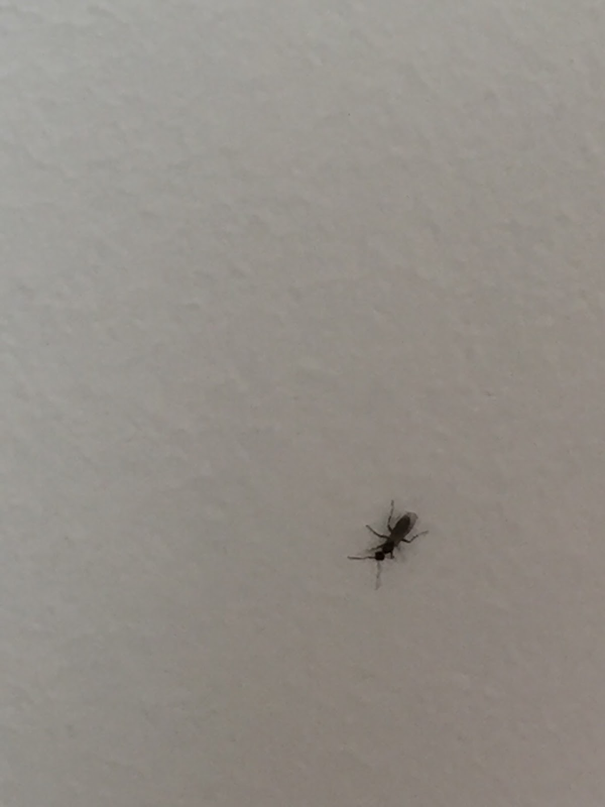 Ant control by little black sugar ants and big black carpenter ant exterminator PEST CONTROL