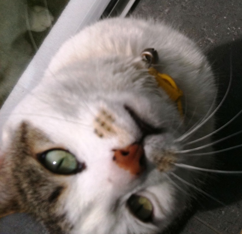 Dog Wallpaper: Puppy Dog Eyes wallpapers