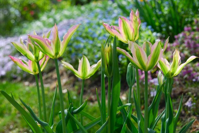 Tulip 'Virichic' in pots this week at Gilmore Gardens.