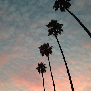 Palm trees, print, california