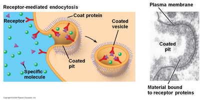 Receptor mediated endocytosis