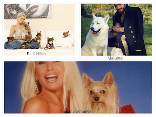 No compres animales ¡ Adopta ! No compres animales ¡ Adopta !