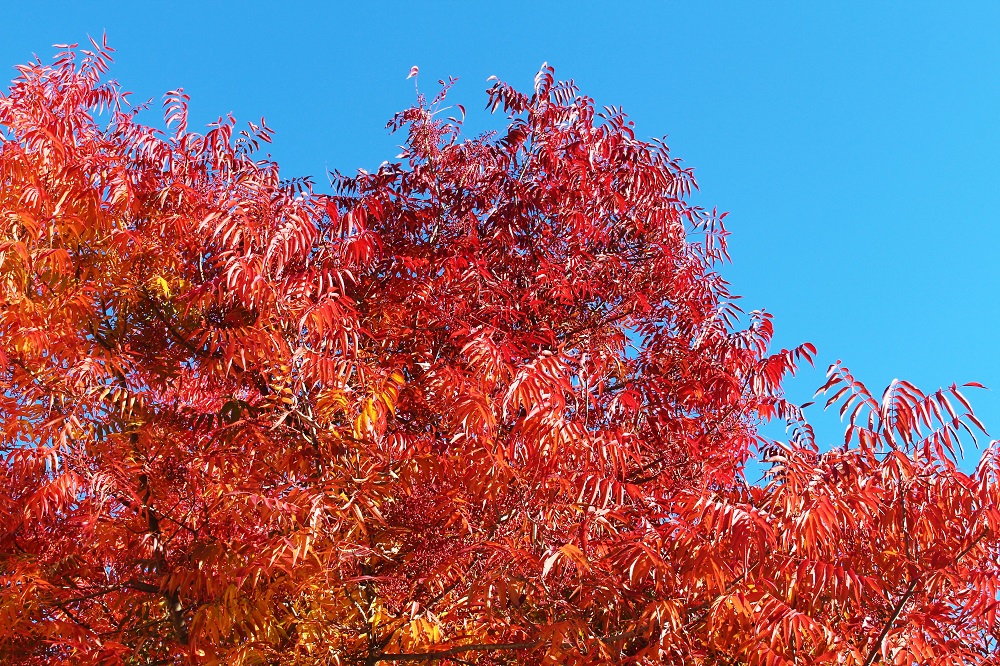Red trees in Sonoma, California wine country - travel blog