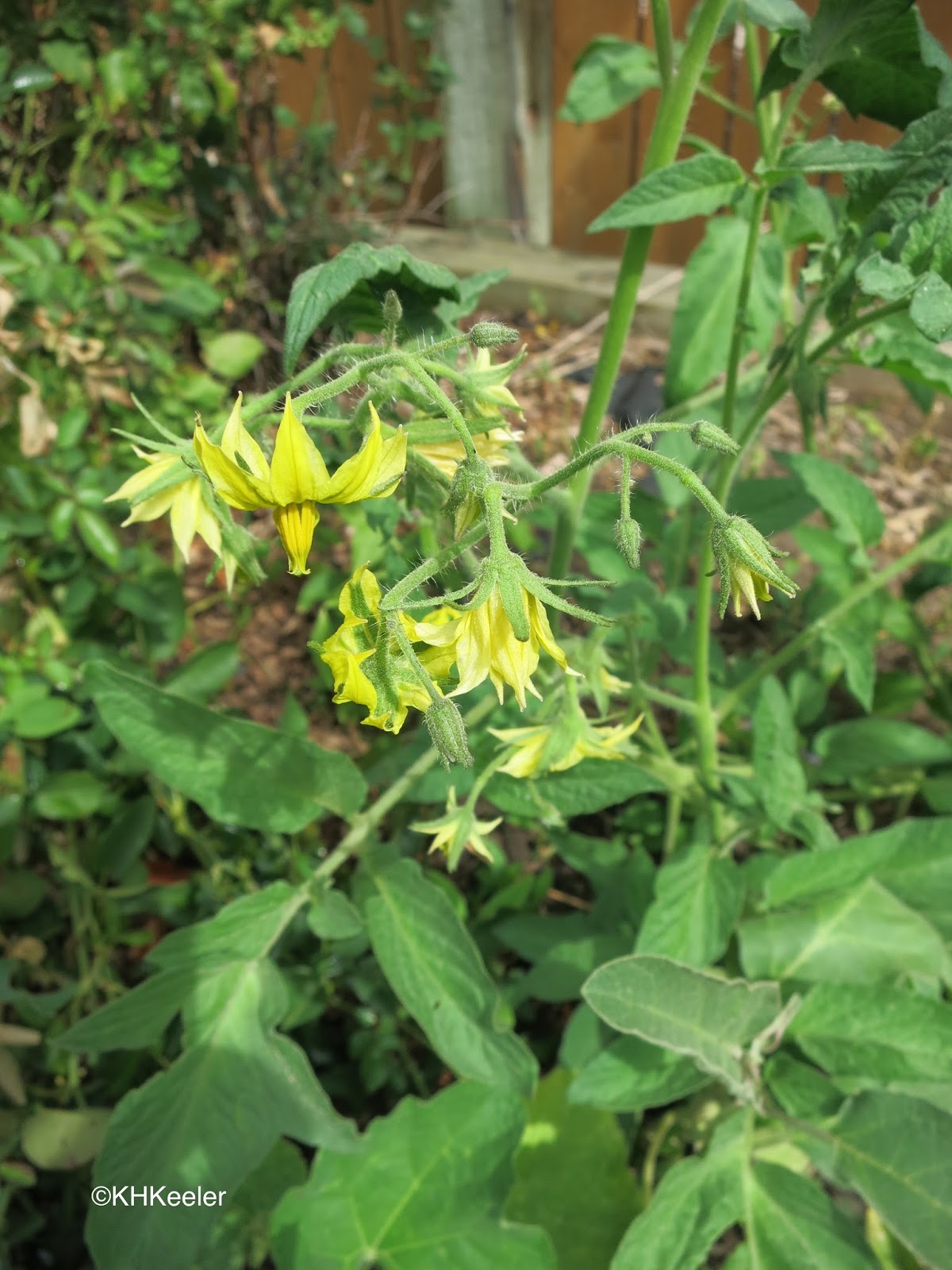 A Wandering Botanist Plant StoriesThe Rise of the Tomato