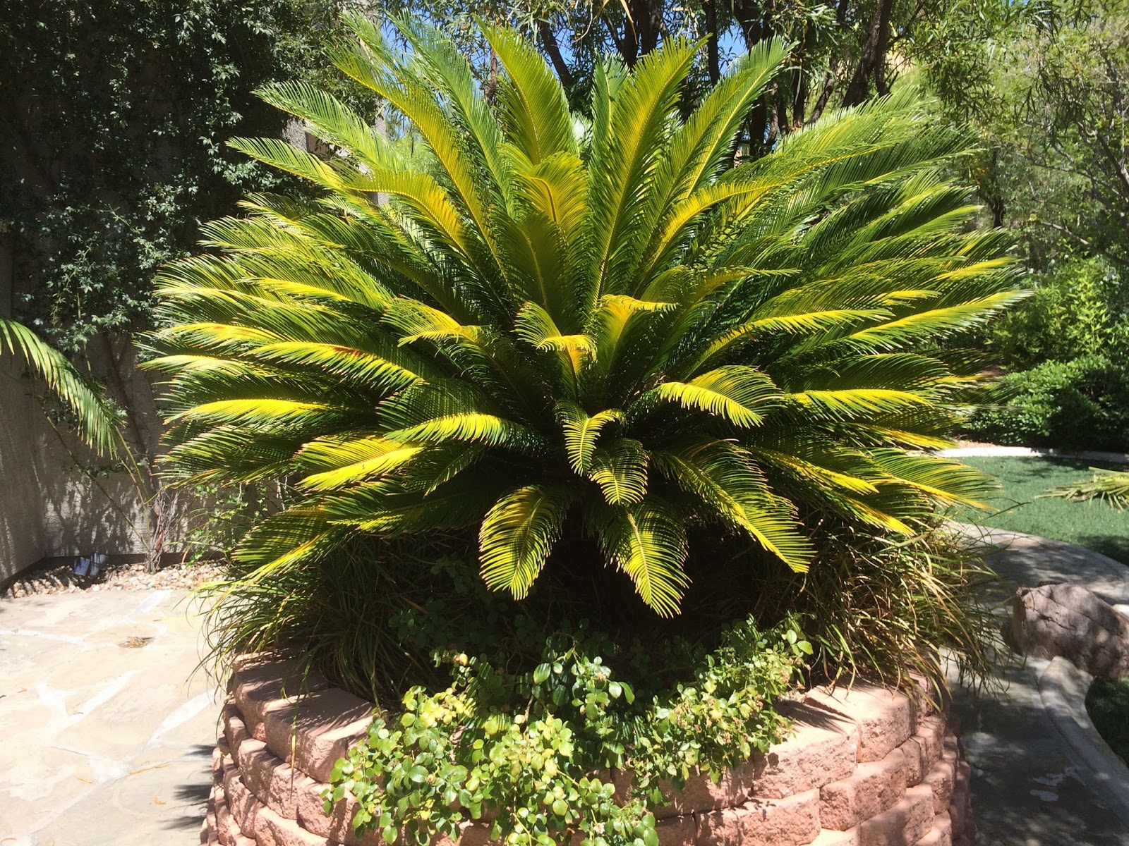 Xtremehorticulture of the Desert Sago Palm Yellowing