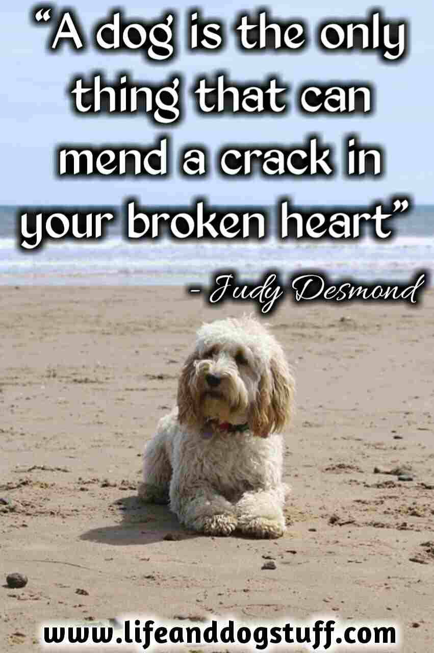 35 Most Beautiful Dog Quotes And Sayings 35 Most Beautiful Dog Quotes And Sayings