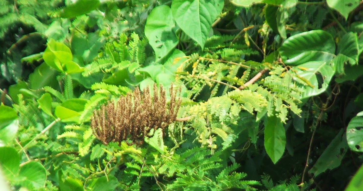 Flora de Puerto Rico Ilustrada Papo Vives Mimosoideae ENTADA