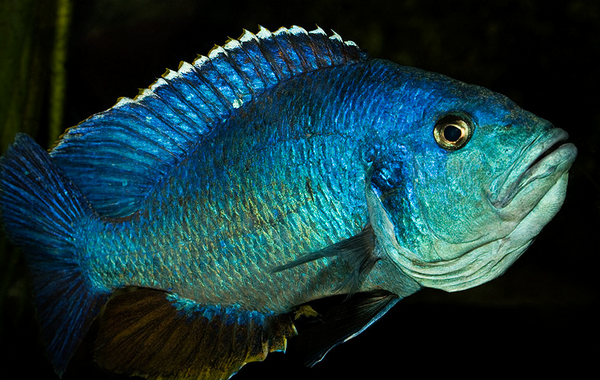 carnivorous pet fish