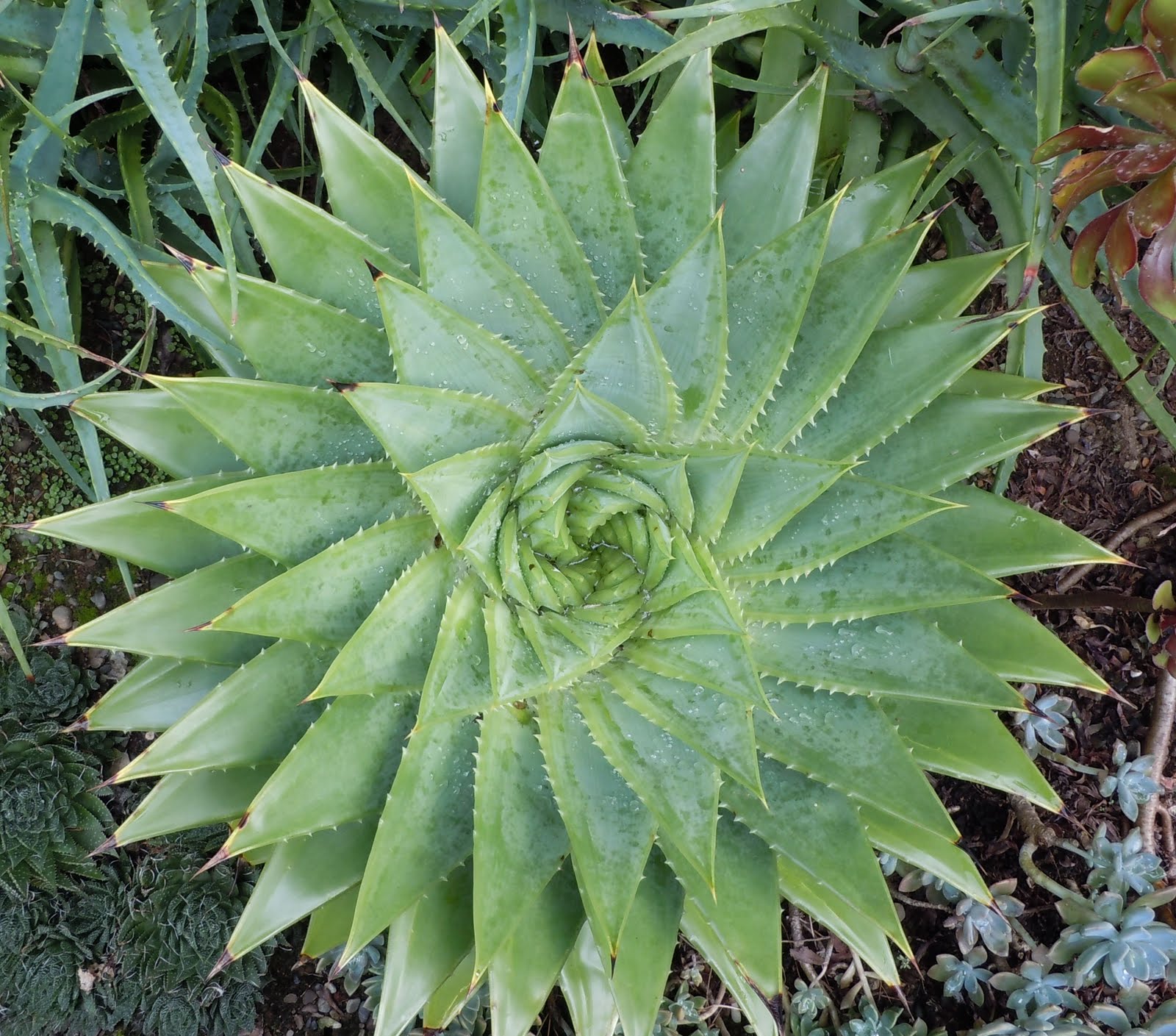 Carolyn Standing b March 2011