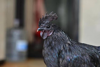 Spotlight : Kadaknath Chicken Gets GI Tag 