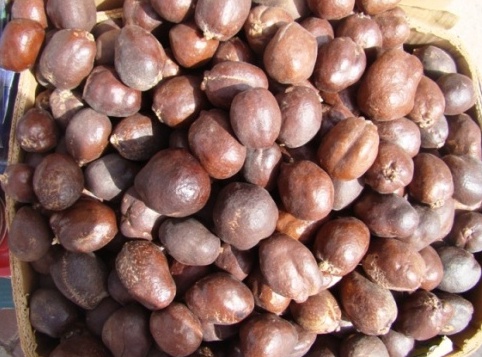 اكتشف فاكهة الدوم وفوائدها العظيمة للجسمك دهشة Daahsha