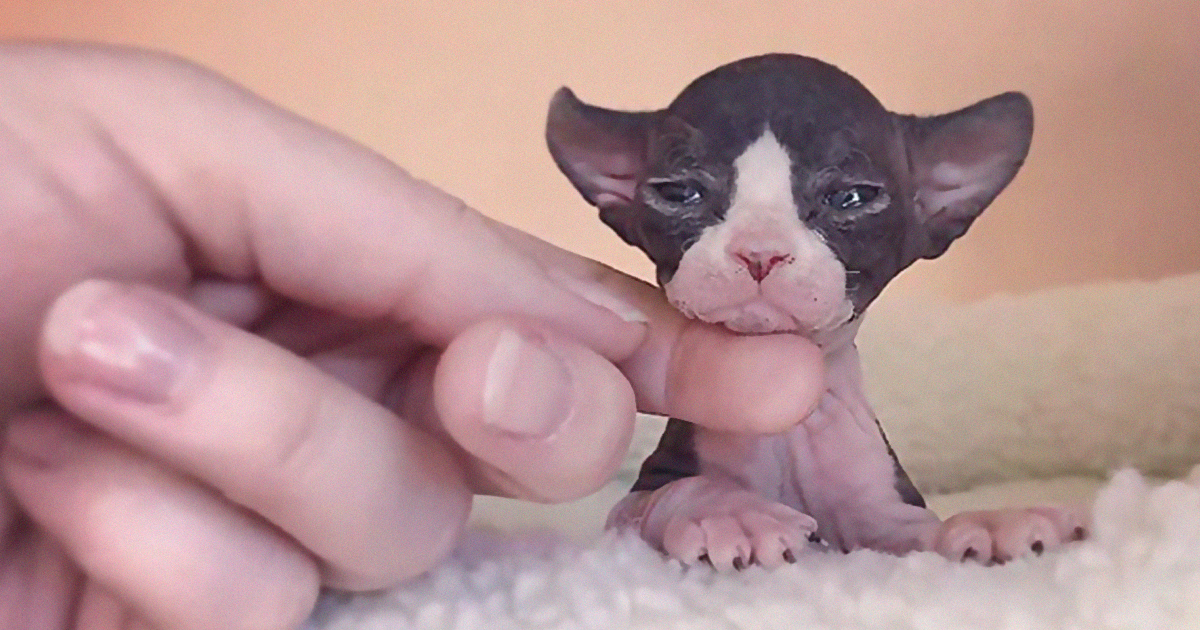 30 Adorable Pictures Of Sphynx Cats Everyone Will Love