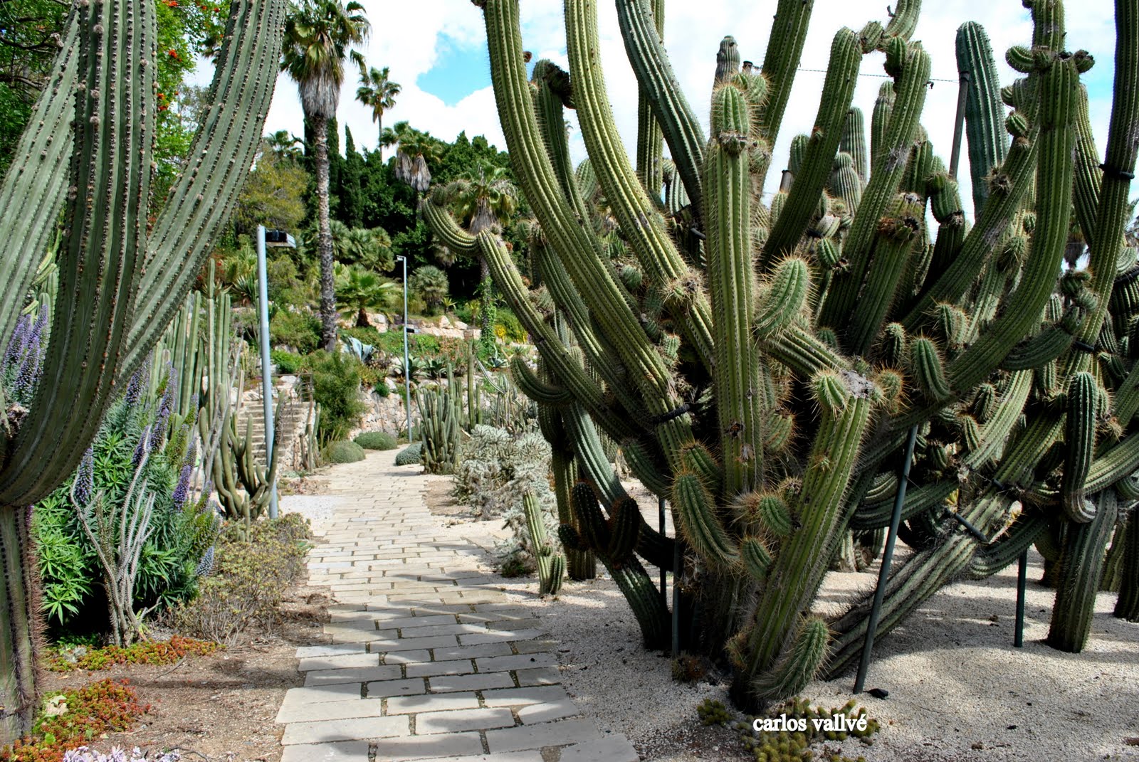 LOS CACTUS Y SUCULENTAS DE CARLOS