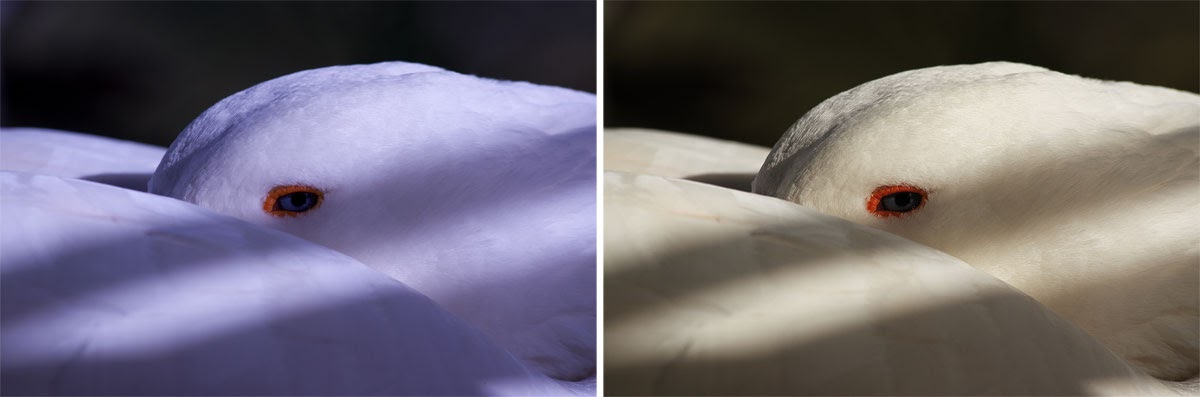 Carta Grigia 18% Per Bilanciamento Del Bianco Fotografia - 30x30cm Con Borsa Per Esposizione Precisa - Foto 2