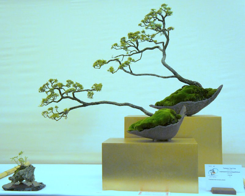 paradis express New Zealand Tea Tree Bonsai