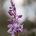 ORCHIS OLBIENSIS