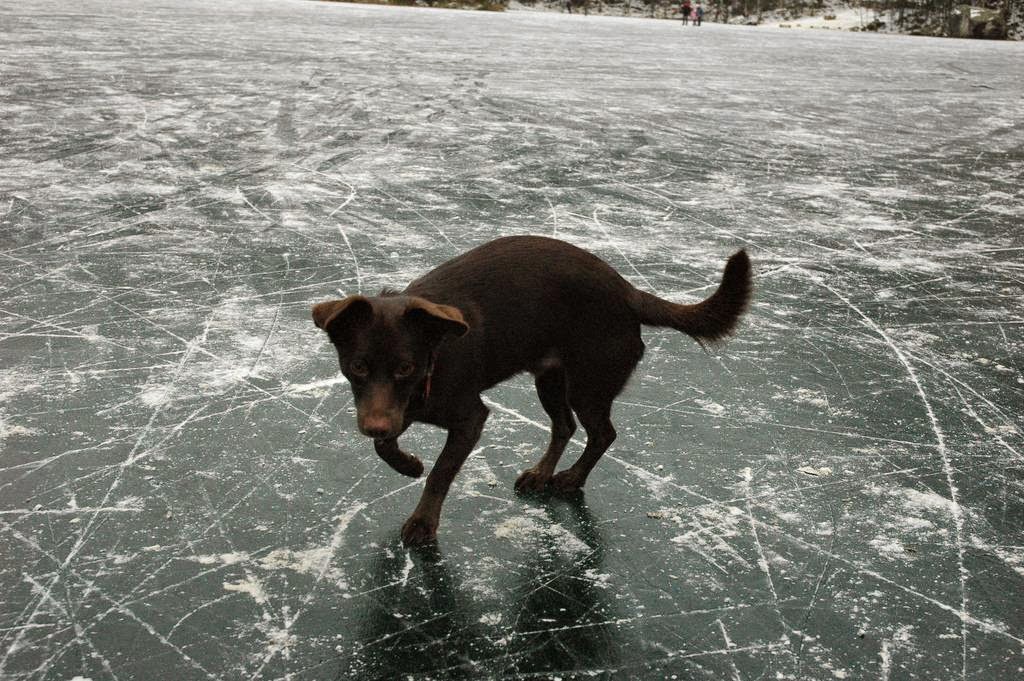 Dogs on Ice The Ark In Space