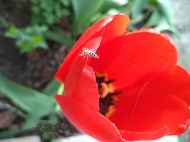 Spider making a web on a red Tulip