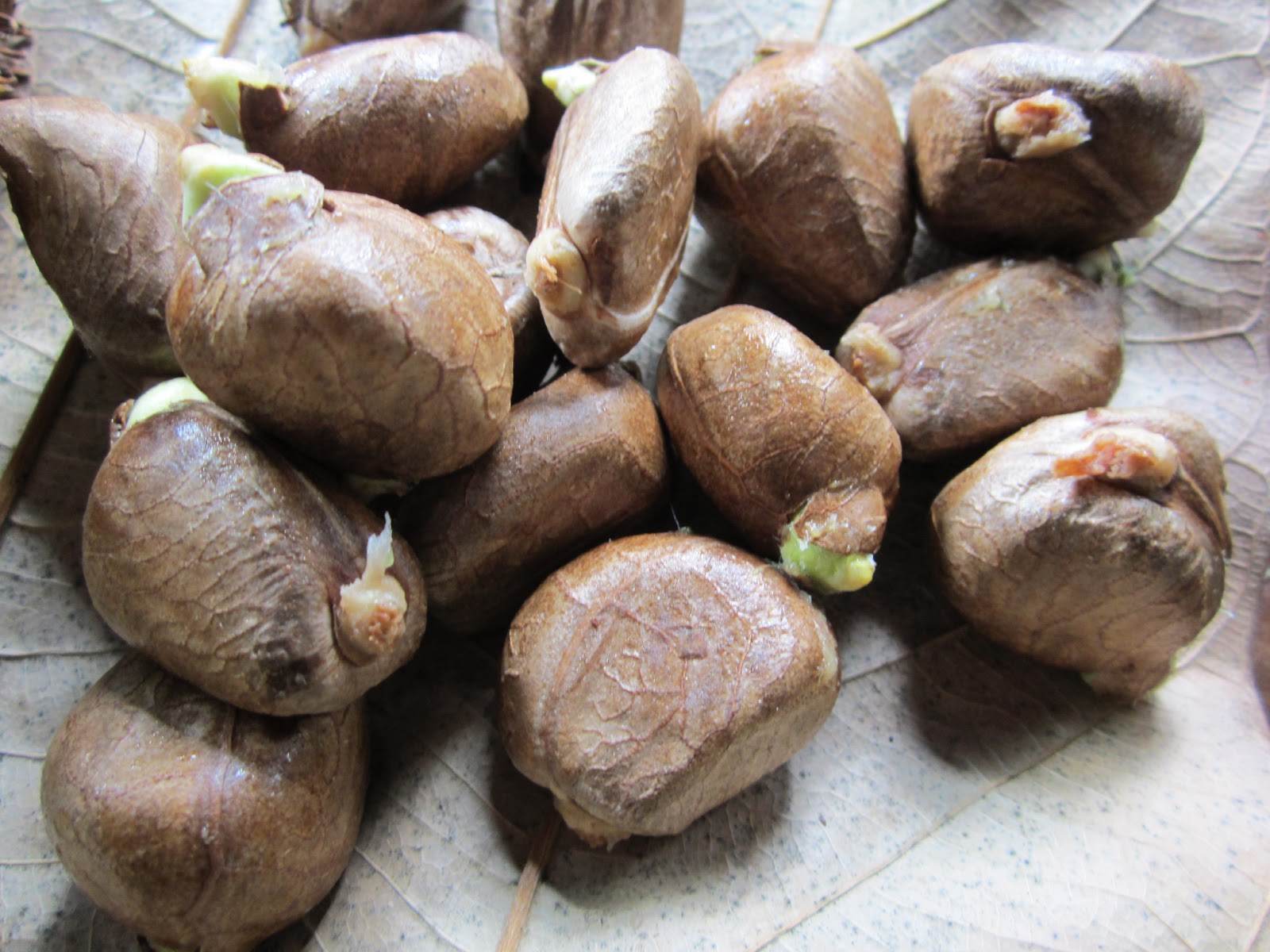 Rice and Beans A Belizean Food Blog Breadnut, Chestnut of the Tropics