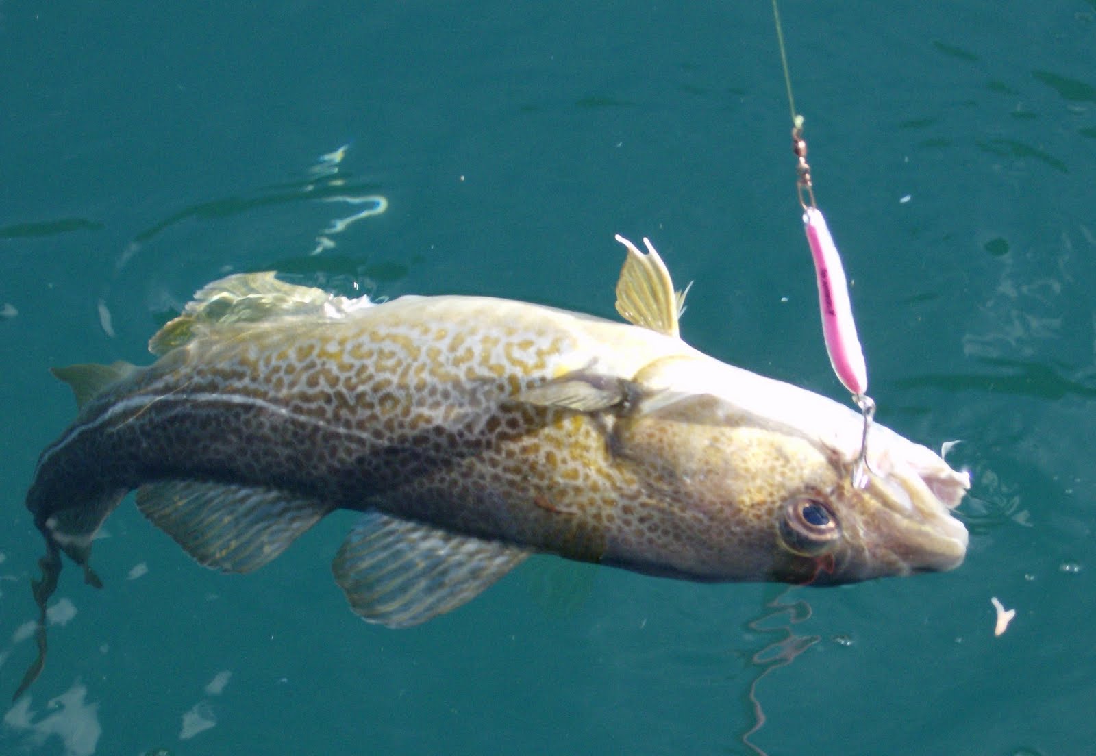 Solvkroken Pilker Norwegian S Jigger 250 G Verde. Esche da Pesca in Mare