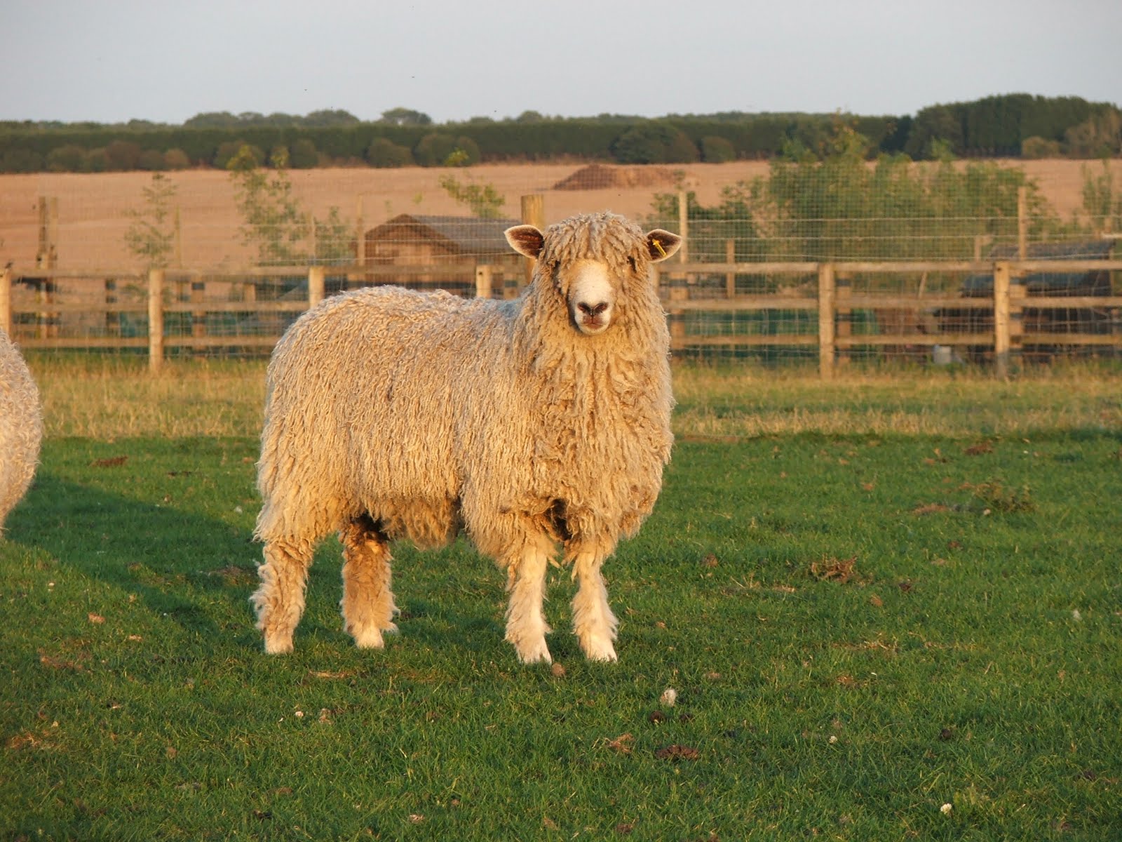 Spinspiration Kelly's Woolly Wednesday woolgathering