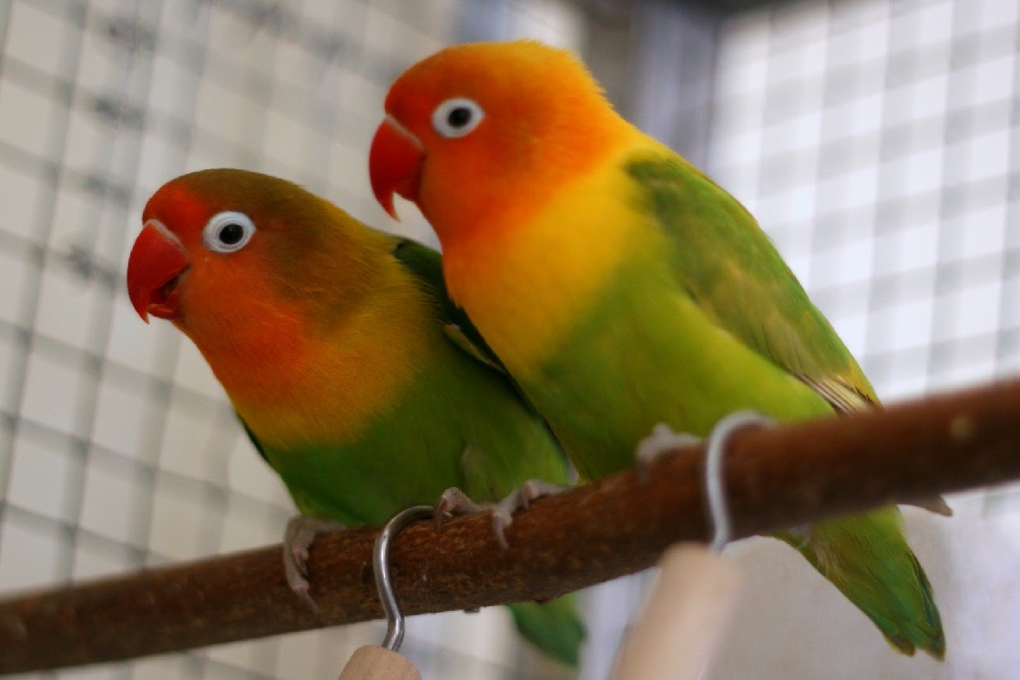 Burung Lovebird Perlengkapan Untuk Penangkaran Burung Lovebird Kandang Sepasang Atau Koloni Lebih Baik Mana Ada Diartikel