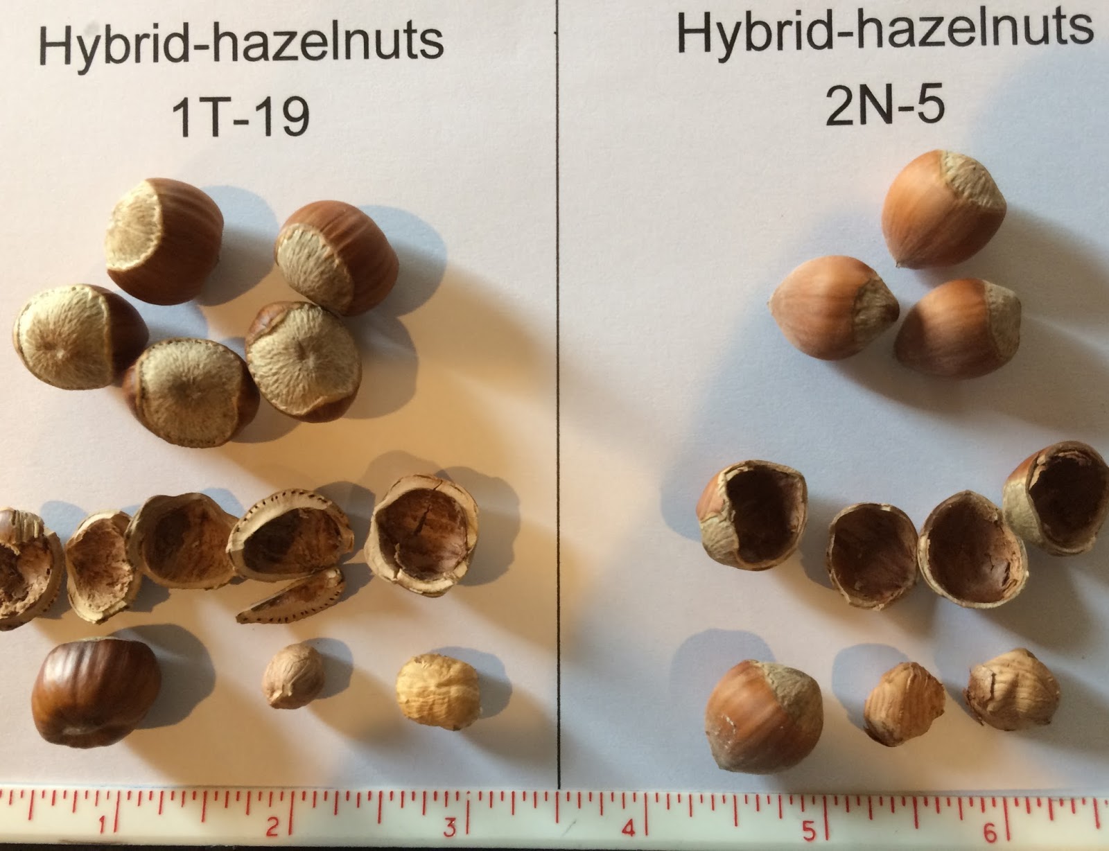 Riverbend Hazelnuts