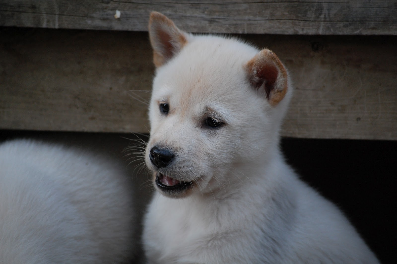 Japanese Dog Names Japanese Names That Start With X