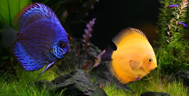 Gambar Ikan Discus - Budidaya Ikan