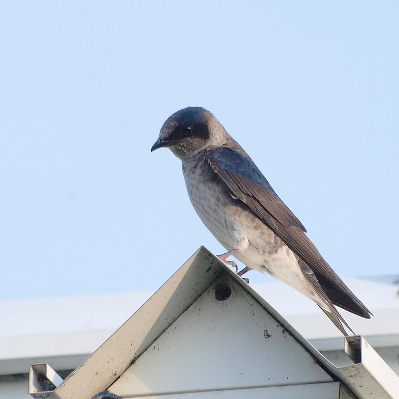 bethlehem birdman s tips purple martins bethlehem birdman s tips purple martins