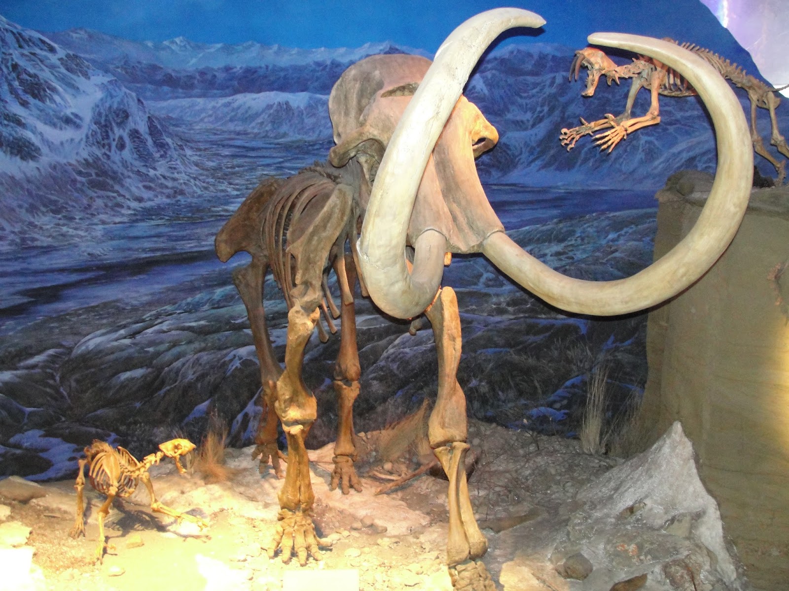dinosauria museum