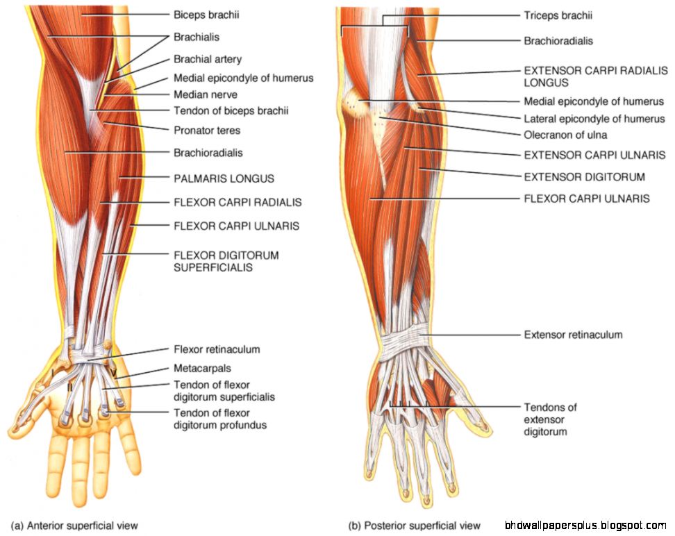 Anatomy Forearm Arm Muscles