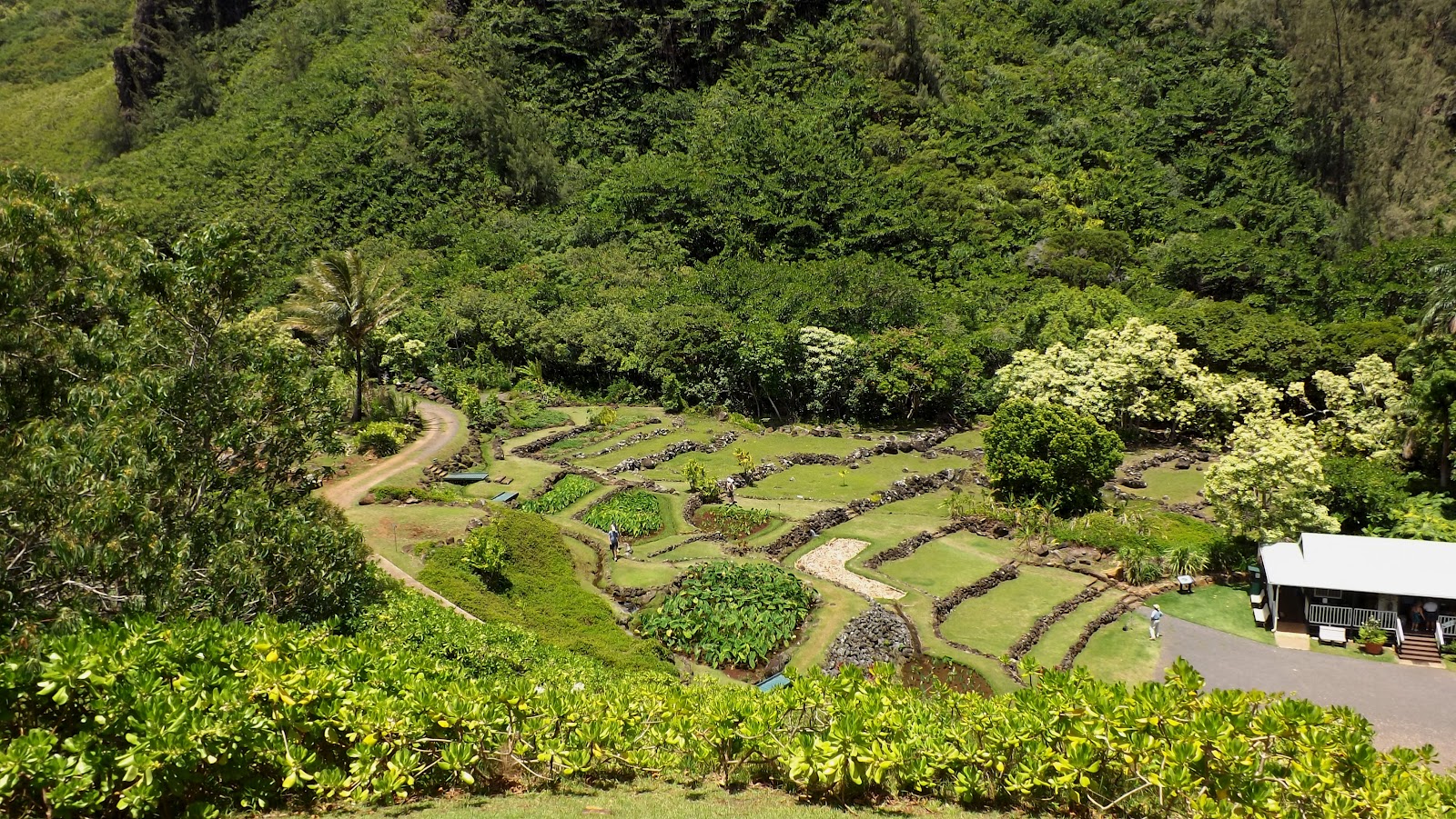 Donnelly Oceantics: AUGUST - MORE NATIVE PLANTS