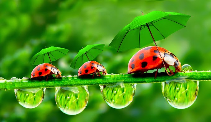 Payung dan Kumbang Cute!