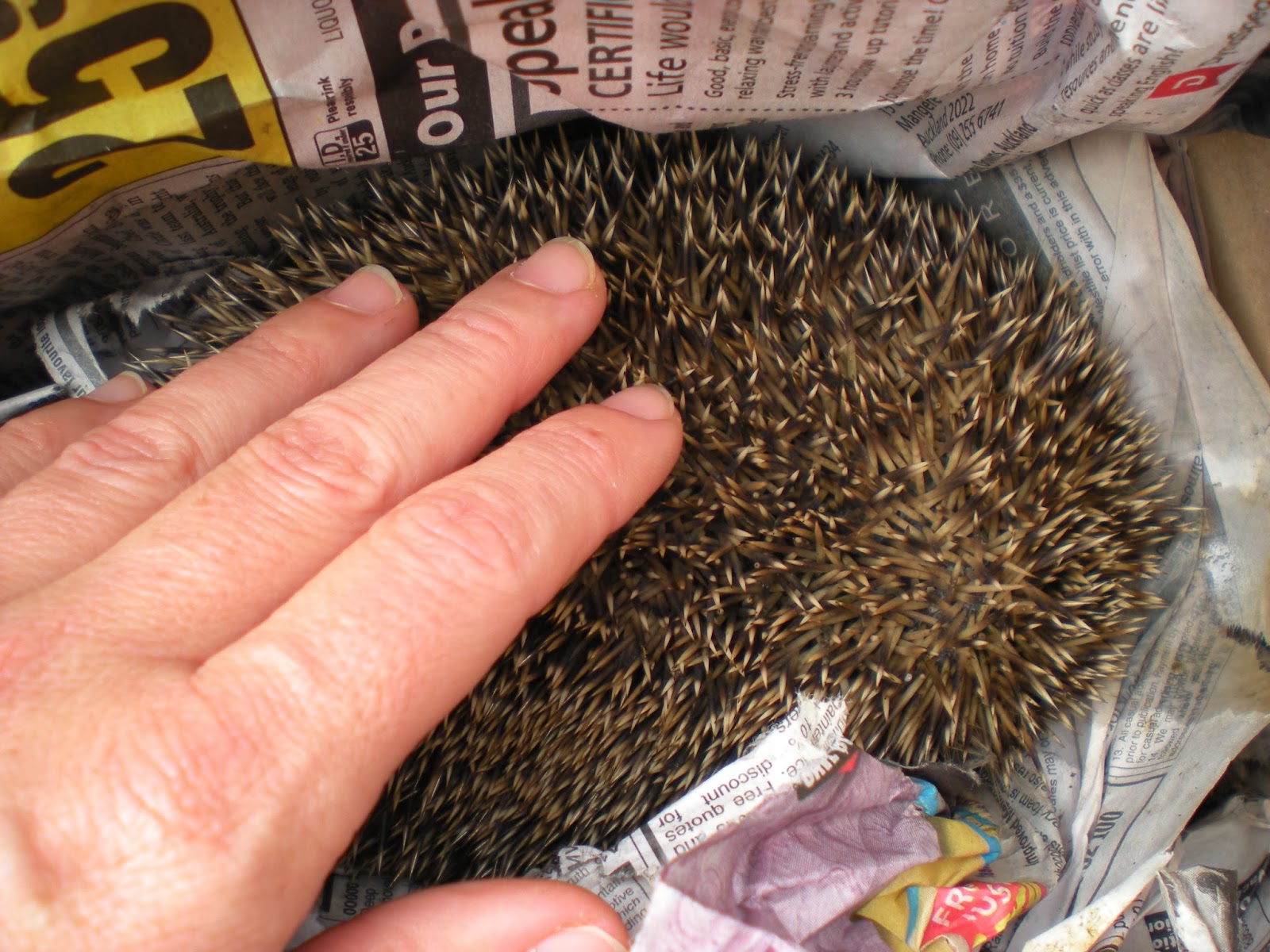 growmama 'Spike' the hedgehog