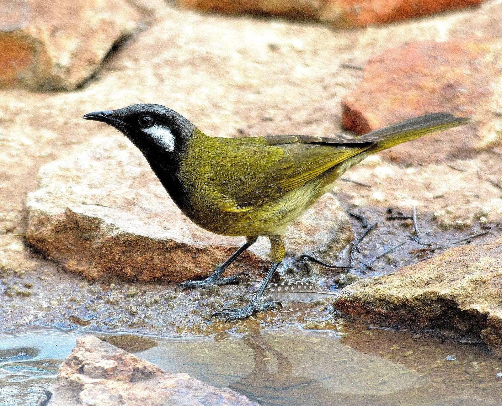 Gympie&District Field Naturalists BIRDS MYALL PARK BOTANICAL GARDENS